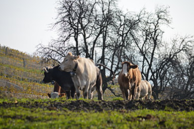 animali in fattoria