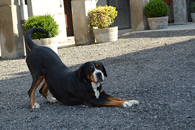 animali in fattoria