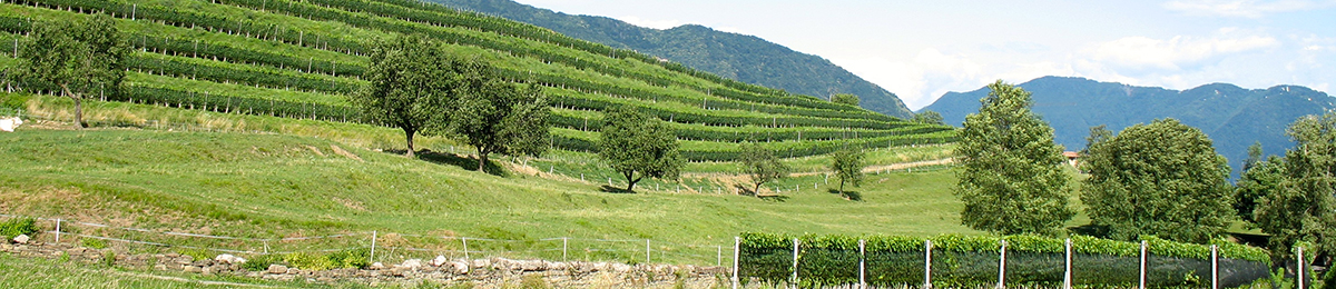 riconoscimenti